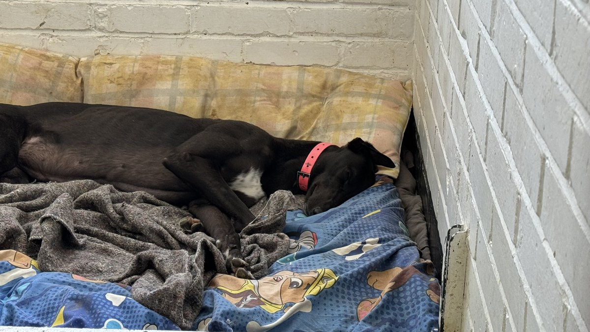 GreensGreys24's tweet photo. All the owners have now gone for another week and the doggies get there well deserved rest #TeamGreen #MattsSyd #TouchdownEvie #ChelmsVickie #TouchdownCammy #FireSnow https://t.co/9c5QiAHpOF