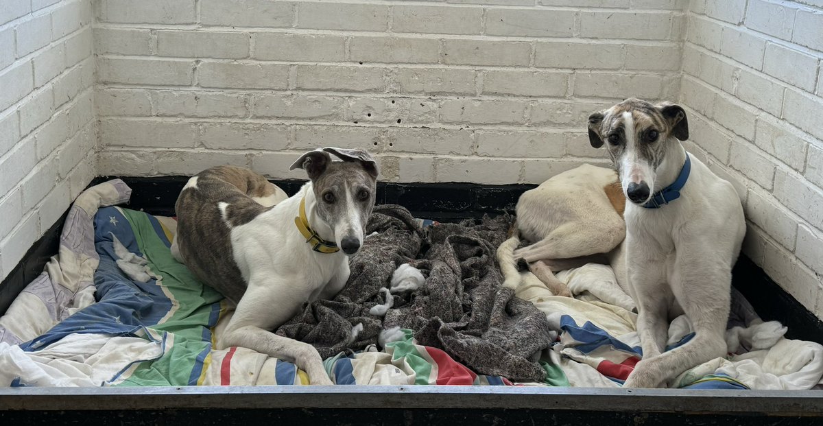 GreensGreys24's tweet photo. All the owners have now gone for another week and the doggies get there well deserved rest #TeamGreen #MattsSyd #TouchdownEvie #ChelmsVickie #TouchdownCammy #FireSnow https://t.co/9c5QiAHpOF