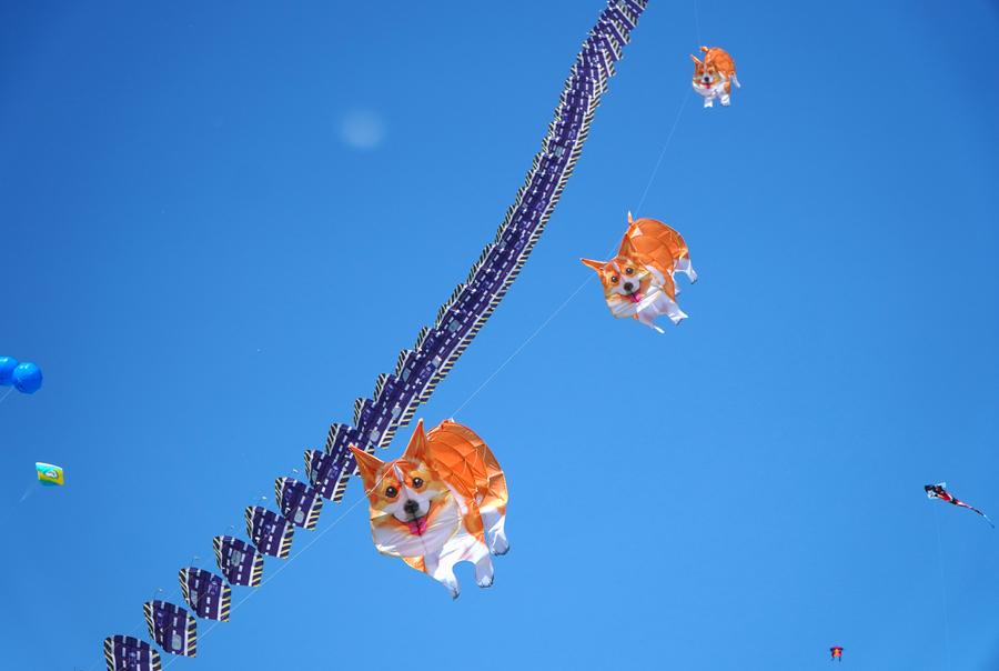 ChinaDaily's tweet photo. #ChinaCanvas The 41st Weifang International Kite Festival, an annual kite gala, kicked off in Weifang, East China's Shandong province on Saturday. #CulturalJourney https://t.co/AgUlqYkhPm