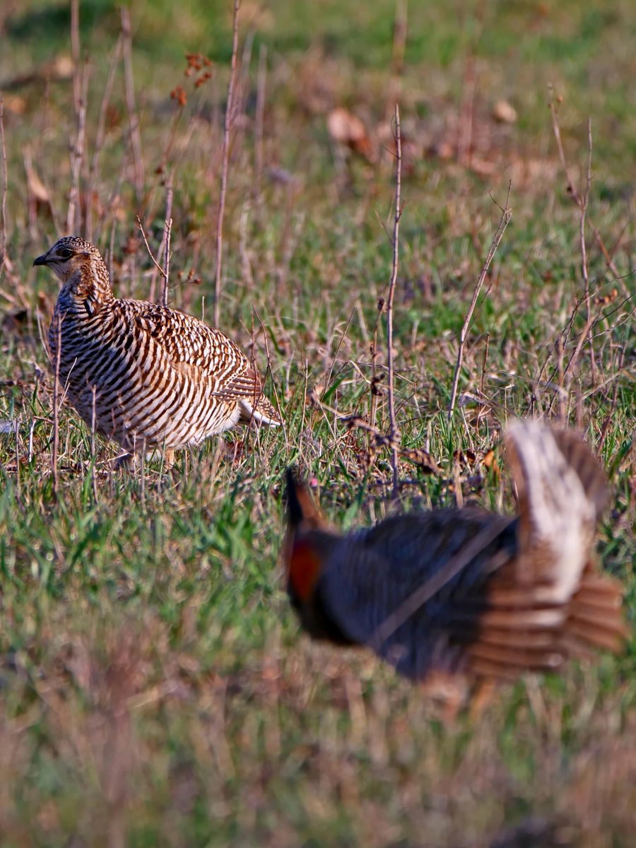 wiscobirder tweet picture