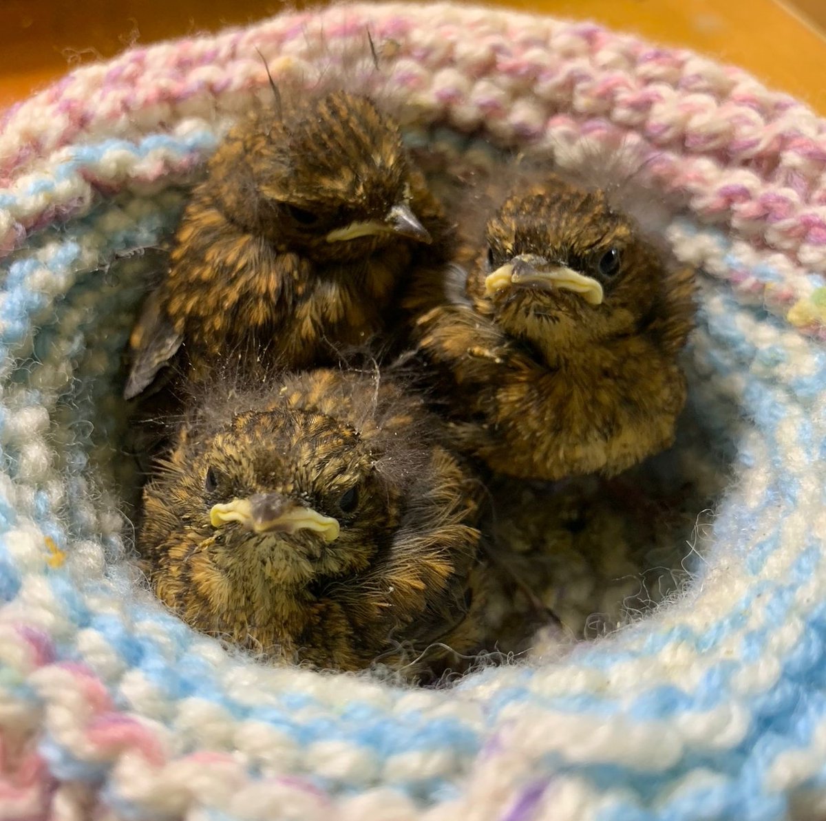 More little robins coming in! We hope you are all having a lovely Sunday 😊 our team is working till late every day. We use knitted nests for all our small birds which allows them to grip, allowing them to develop their legs and feet nicely #robins #chicks #bird