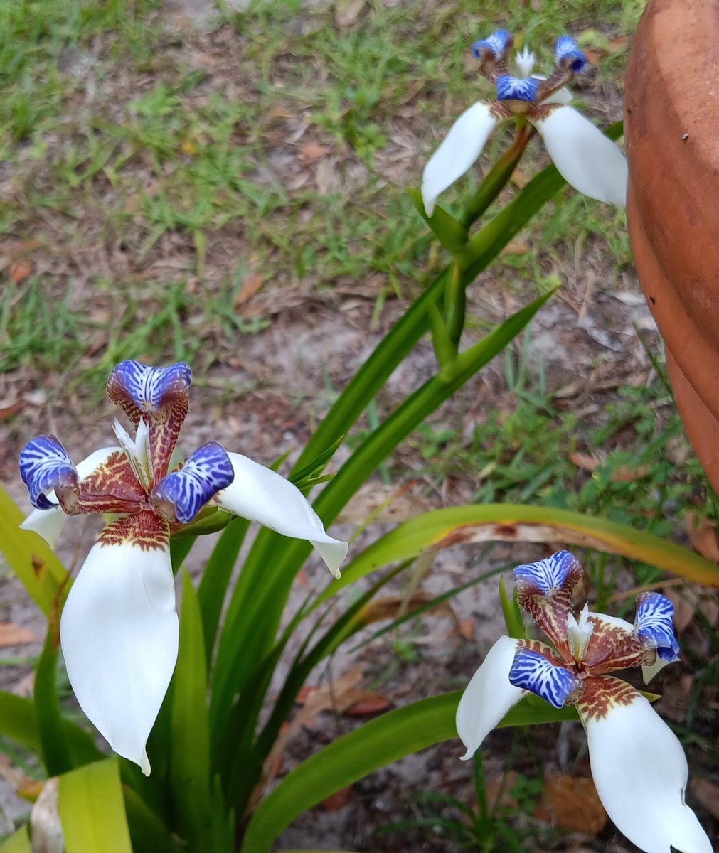 Oh goody, my irises are blooming! ☺️