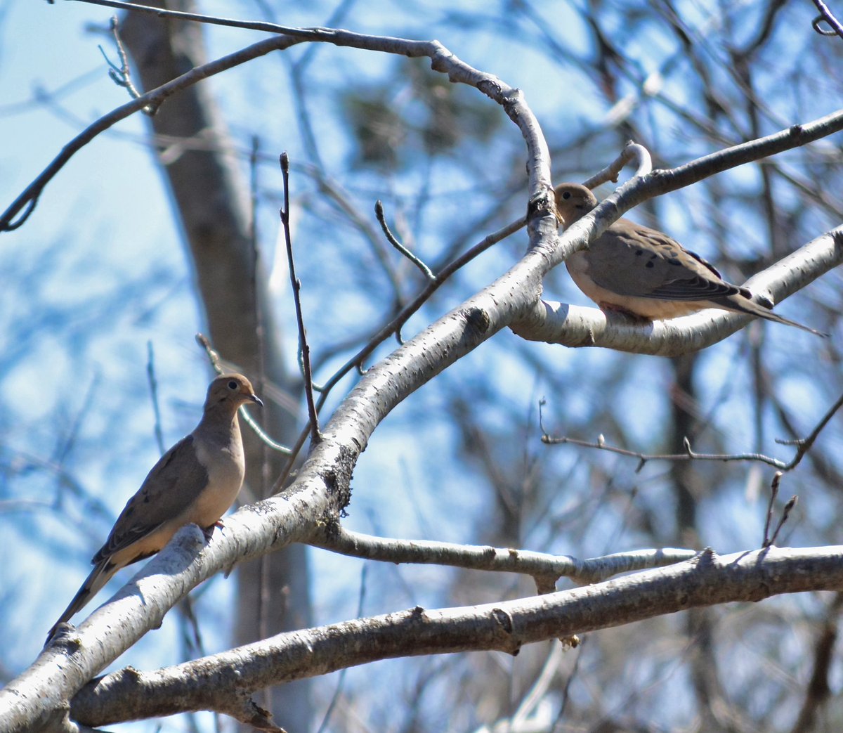 A pair of mourning doves in the morning sunshine. #pei #nature #birds #ThePhotoHour