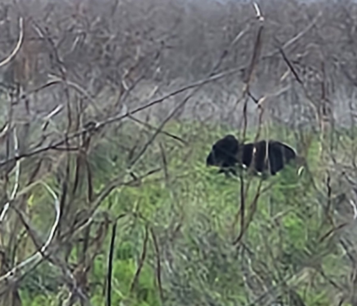 ufpjhansen's tweet photo. One of the jewels of @Gainesville -@PrairiePaynes. On Bolens Bluff Trail this morning, a fellow hiker told me you don't have to go to Yellowstone to see buffalo! He's right, they are on the Prairie. Mustangs too and fantastic live oaks! #wildflorida #floridaexplored https://t.co/aCn9x561dR