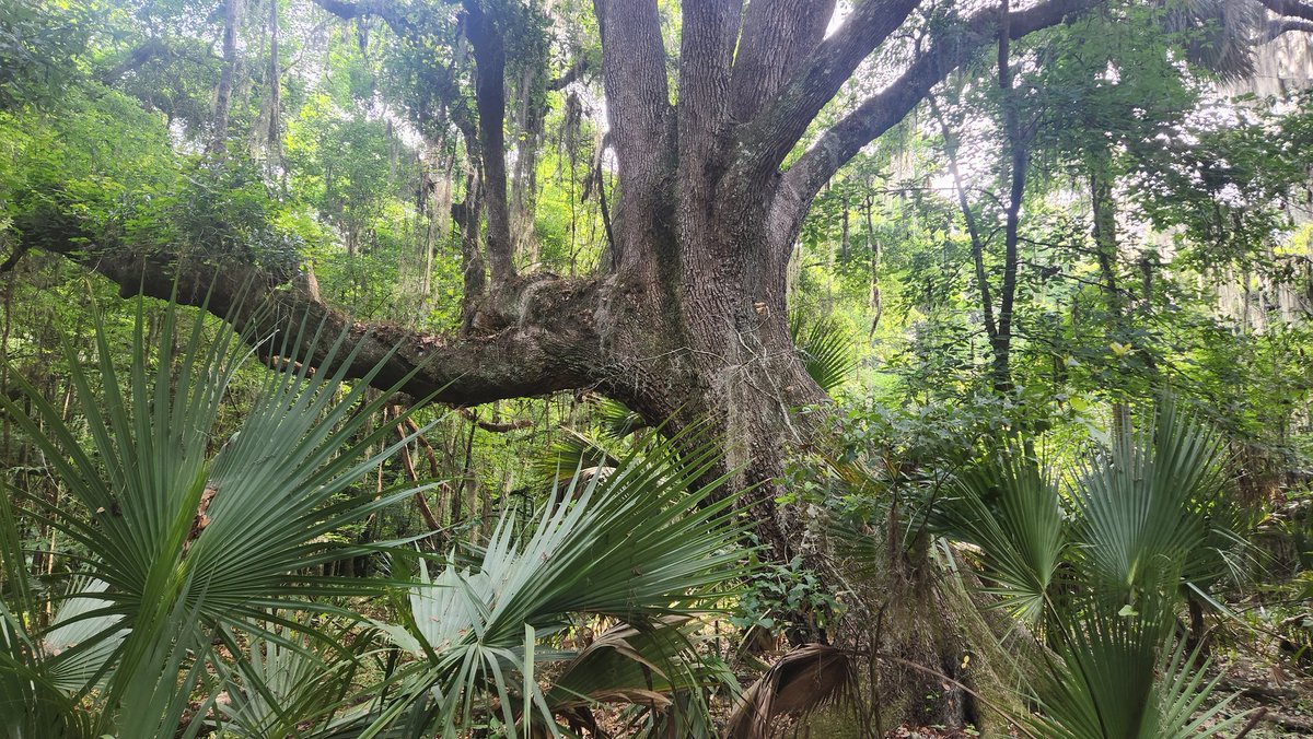 ufpjhansen's tweet photo. One of the jewels of @Gainesville -@PrairiePaynes. On Bolens Bluff Trail this morning, a fellow hiker told me you don't have to go to Yellowstone to see buffalo! He's right, they are on the Prairie. Mustangs too and fantastic live oaks! #wildflorida #floridaexplored https://t.co/aCn9x561dR