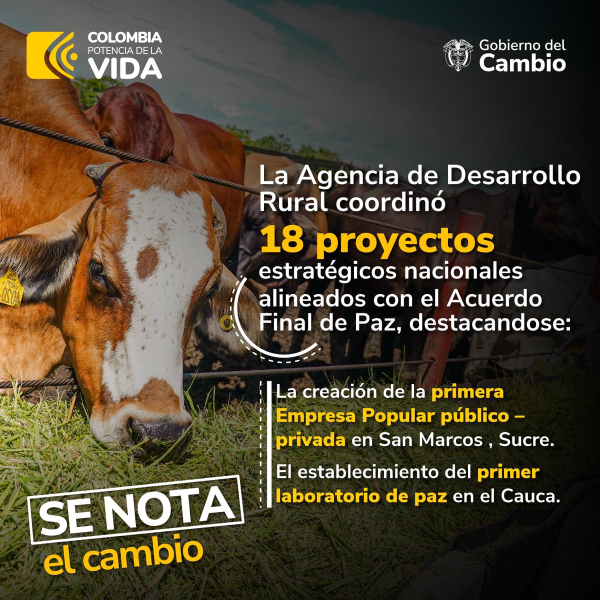 Nuestro compromiso con la paz es total. Es por eso que nuestros logros van alineados con el acuerdo de paz que enmarca especialmente a los campesinos y campesinas. #SeNotaElCambio