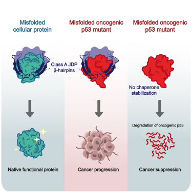 A unique chaperoning mechanism in class A JDPs recognizes and stabilizes mutant p53 dlvr.it/T5pZJ9