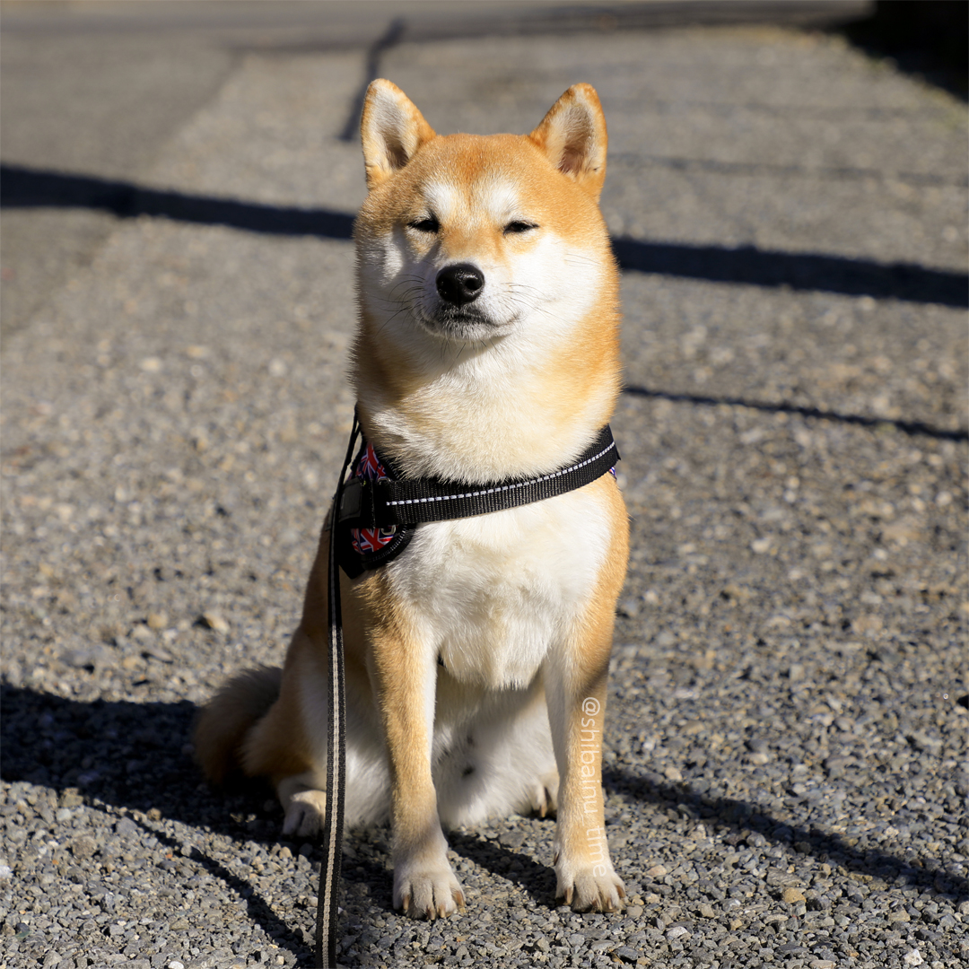 おはようございます。😄 #柴犬 #豆柴 #柴犬大好き