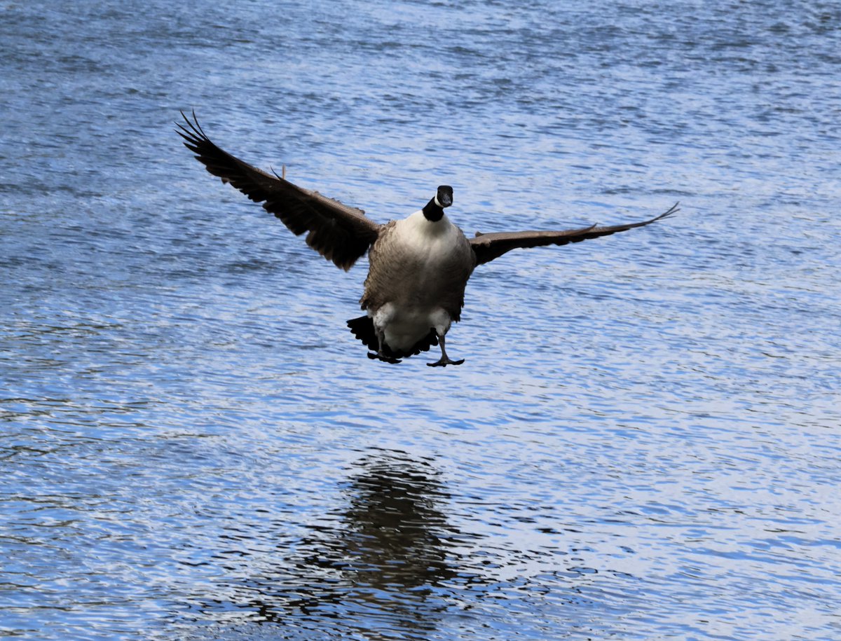Birdlife on the Thames at Richmond this morning 1/2