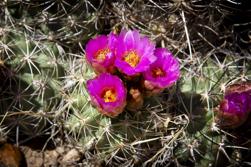 Spring blossoms! Pariette Cactus - Sclerocactus brevispinus - A threatened species of cactus that is endemic to the Pariette wetlands region of the Green River District. 📷 by Jonathan D. Mallory, BLM Utah