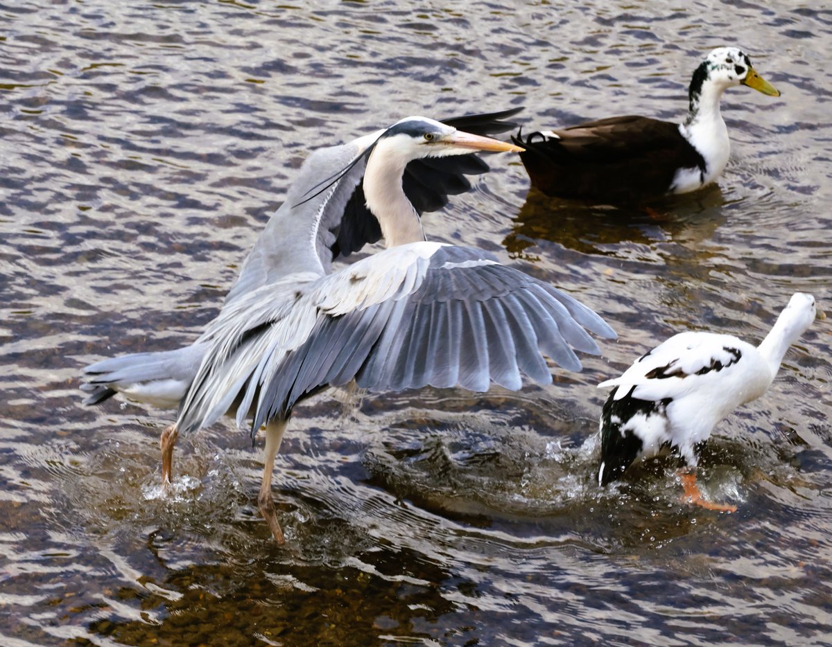 Birdlife on the Thames at Richmond this morning 2/2