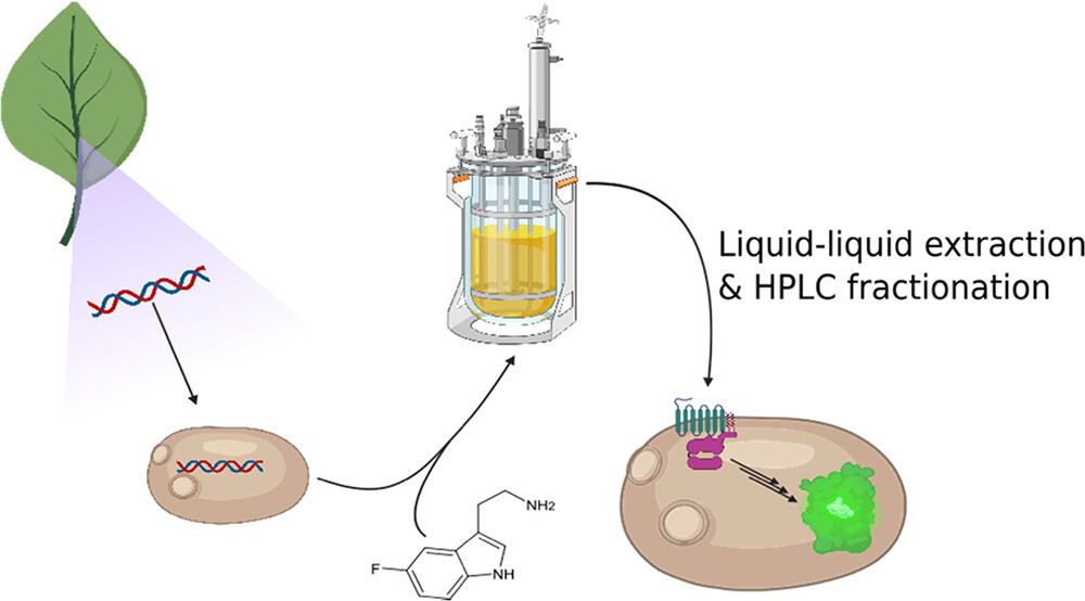 Today's #WeekendReading suggestion is a real treat!

Yeast Platforms for Production and Screening of Bioactive Derivatives of Rauwolscine ➡️ go.acs.org/90x

Check out this fantastic work by Bradley et al.

Keep it up, folks! 😎