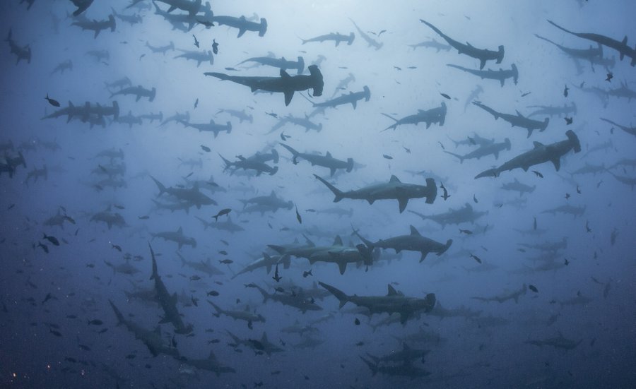Working on your summer travel plans? Hammerheads have some! Smooth hammerhead sharks often form enormous schools during migration along the east coast in the summer months, heading north to cooler water. For more shark facts: ow.ly/EjaY50RjVMy