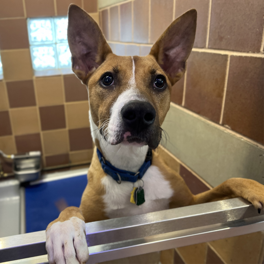 Scrappy (#LA4372) is a one-year old, extremely handsome Terrier mix who was rescued from Louisiana in February 2023. Let’s spread the word and find Scrappy his happily ever after!🐶 #GetYourRescueOn #AdoptScrappy #AdoptMe #Adopt #Rescue