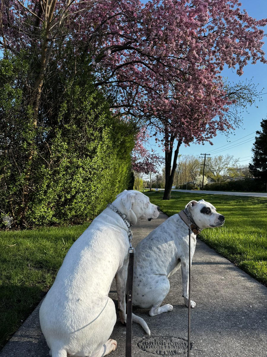 Spring is here & our furry friends love it! 🌼🐕 Let's embrace the sunshine, take a breath, and enjoy nature together. Step into spring energy and heal in nature’s embrace. #SpringAwakening #PawsAndReflect 🌞