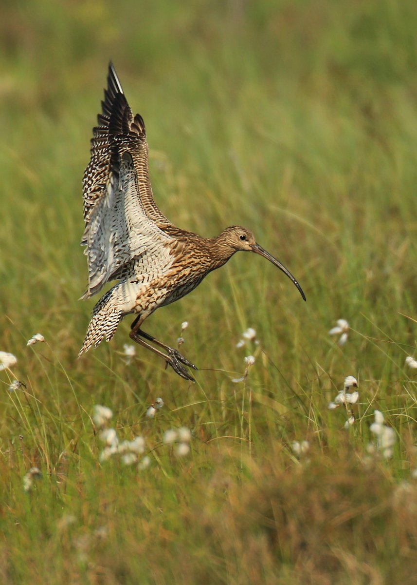 We're proud and happy to be doing what we can - along with our partners, funders, landowner and managers - to improve habitat for these beautiful birds. Their haunting call is one of the great joys of working in the uplands.
#WorldCurlewDay #GreatNorthBog
📷: Jon Hawkins