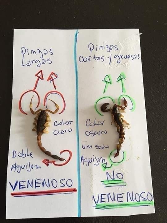 MsCiencia2's tweet photo. Diferencias entre un alacrán venenoso / no venenoso ⚡️💀⚱️ https://t.co/uLJXD0dc3w