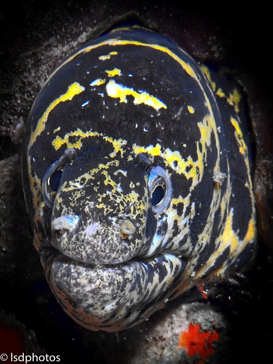 Featured Photos: Chain Moray Eel

#scuba #scubadiving #underwaterphotography #saintlucia #stlucia #divesaintlucia #marinelife #ocean #islandlife #PADI #photography #moray #morayeel #chainmoray