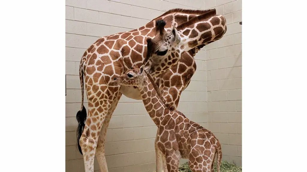 WELCOME TO THE WORLD! The Birmingham Zoo has a new baby giraffe. DETAILS: bit.ly/448ah2N