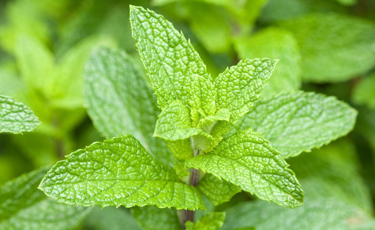 What does mint do, besides freshen your breath?  Find out - Season 2 Episode 8

#voiceactress #podcast #essentialoils #herbsandspices #naturalproducts #mint #peppermint #spearmint #basil #rosemary

buff.ly/3P5I7OY