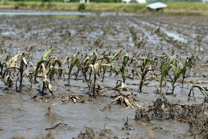 5 LAWS TO DISOBEY WHEN STARTING A FARM 

DONTS IN FARMING (LEARN FROM OTHERS MISTAKES)

Farming is a beautiful venture but only when started right else you can curse farming as one of the 1000 ways to die.

Here are other 5 laws to Disobey when starting out your farming journey