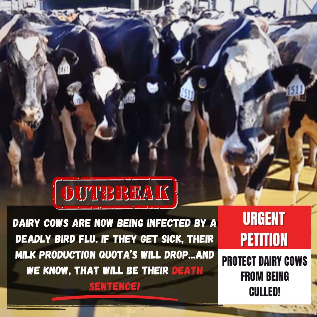 🚨#urgent #petition. #dairycows lives at risk. A deadly #BirdFlu #outbreak has infected cows across the nation, tanking milk production quotas. #sign to demand Big Dairy doesn’t enforce a knee-jerk response in order to ‘protect’ their profit margin. actionnetwork.org/forms/sign-ban…