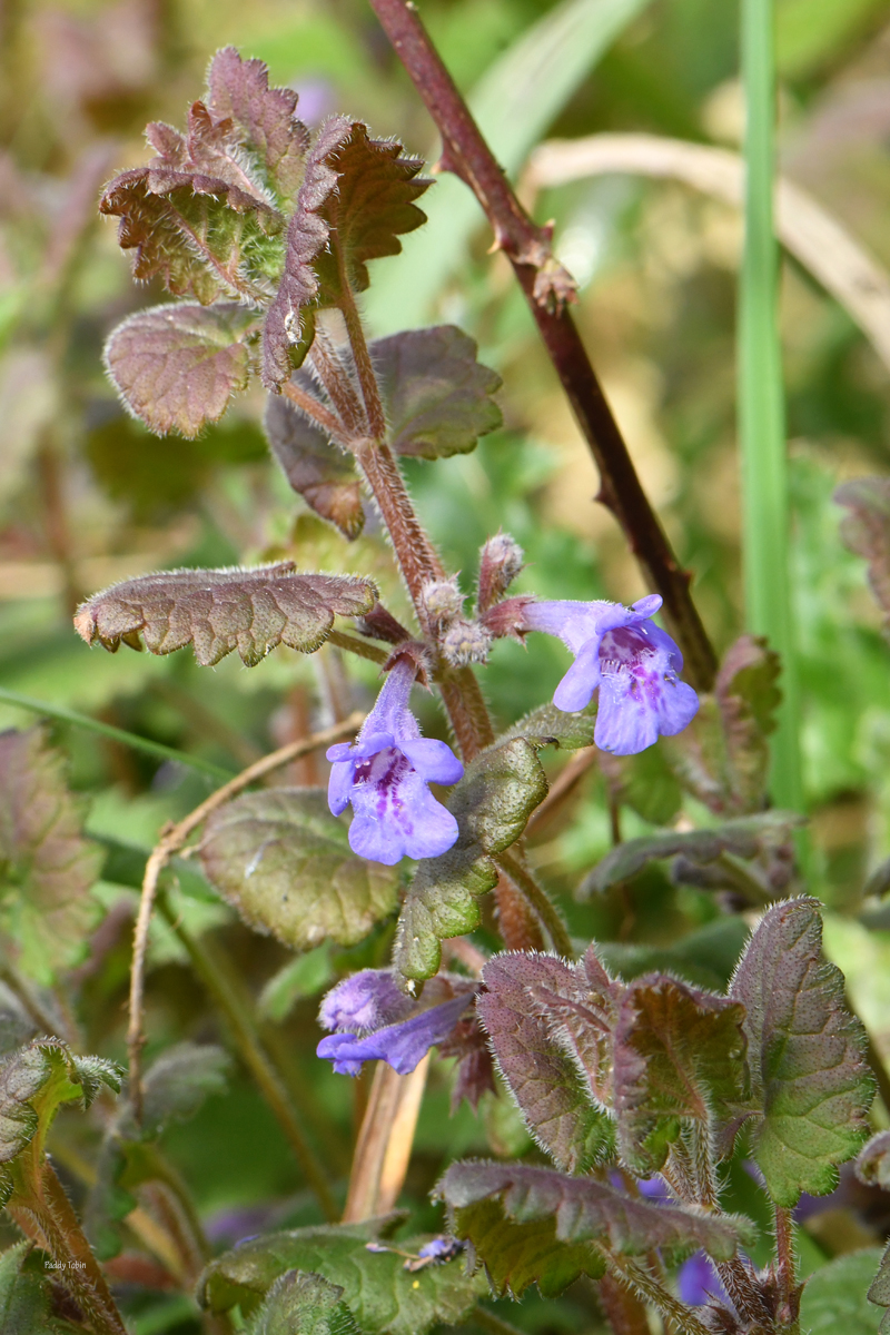 PaddyTobin5's tweet photo. Glechoma hederacea. Ground-ivy https://t.co/4potX2c4P4