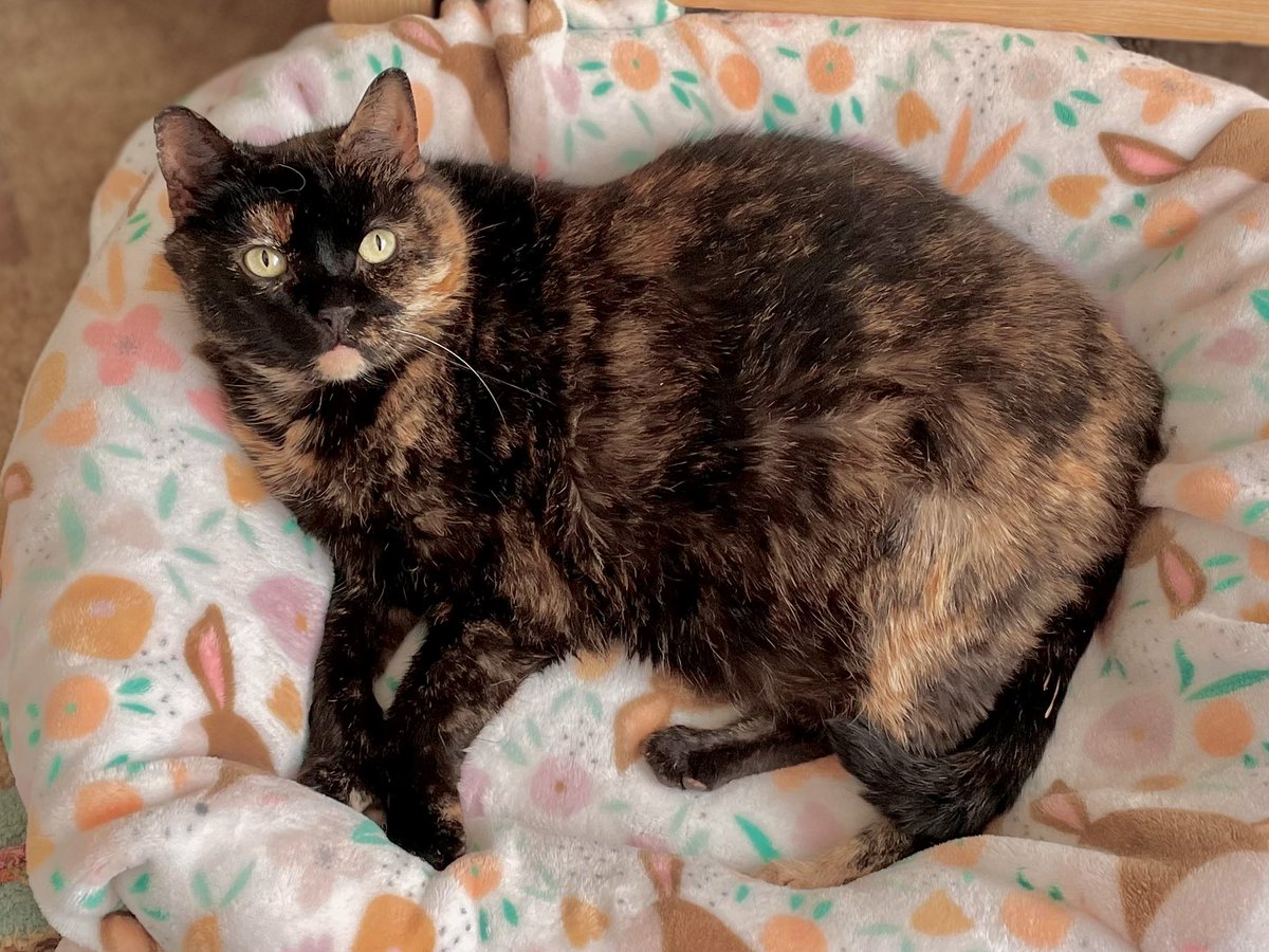 Mabel is really happy her bed got washed because now it’s nice and snuggly. #CatsOfTwitter #CatsOfX #Tortie