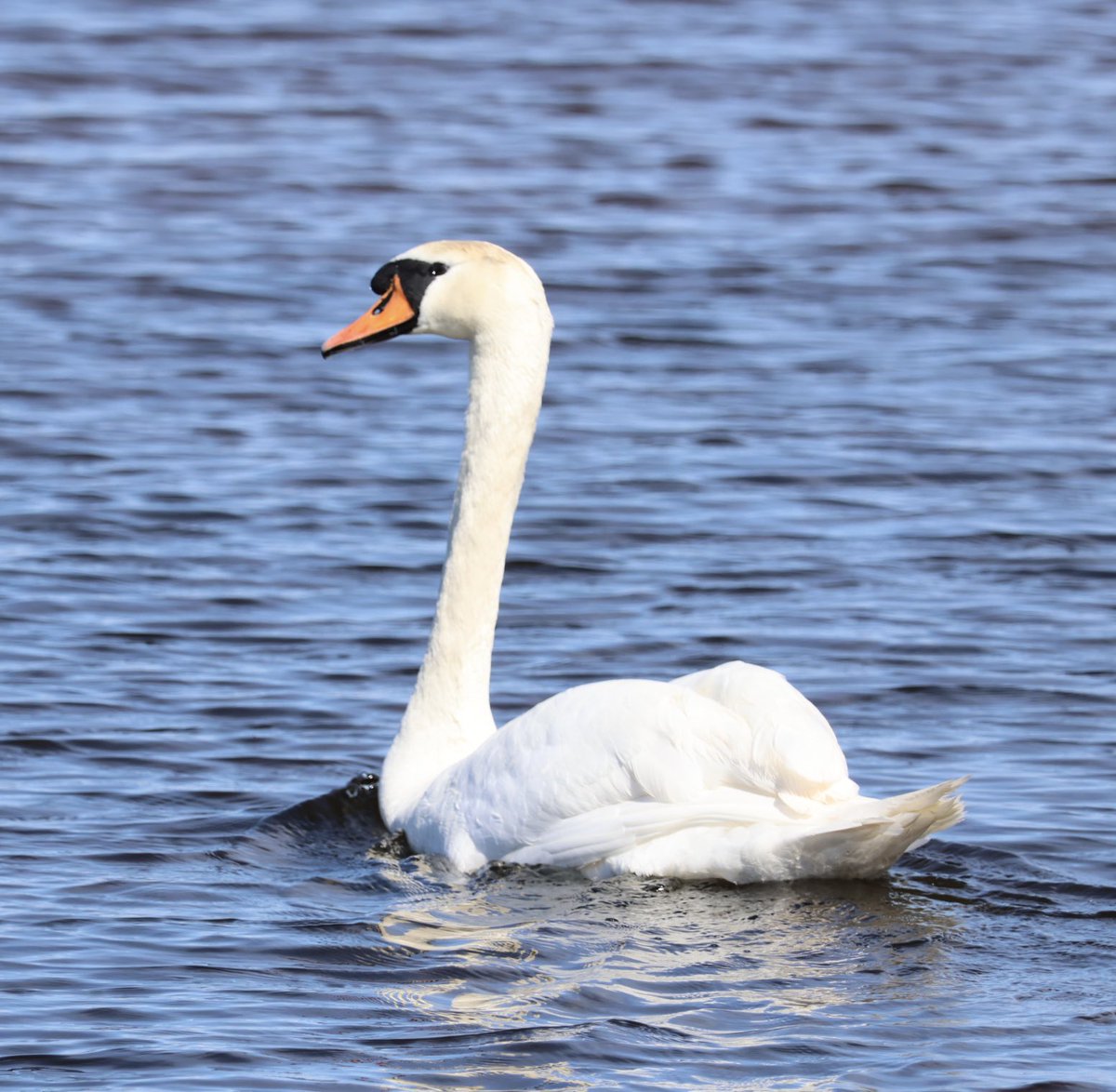 LoughNeagh1 tweet picture