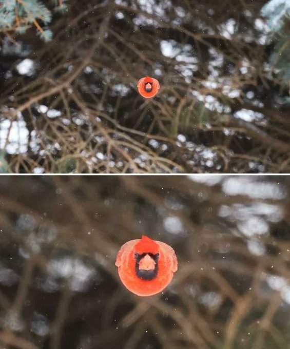 Rainmaker1973's tweet photo. That time photographer Scott Taylor caught an 'angry bird' in real life. 

His camera captured a moment in which a cardinal’s wings were tucked tightly into its body, making the bird look like a fluffy red ball floating in midair. https://t.co/v9JDOhmu9f
