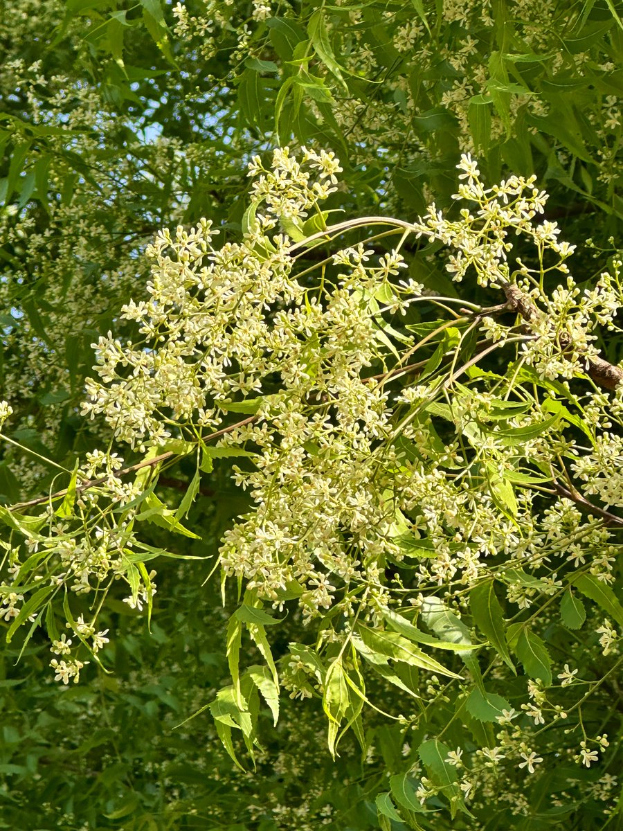 Fascinating aroma. Have you ever spent time below a flowering Neem tree? This is the season.