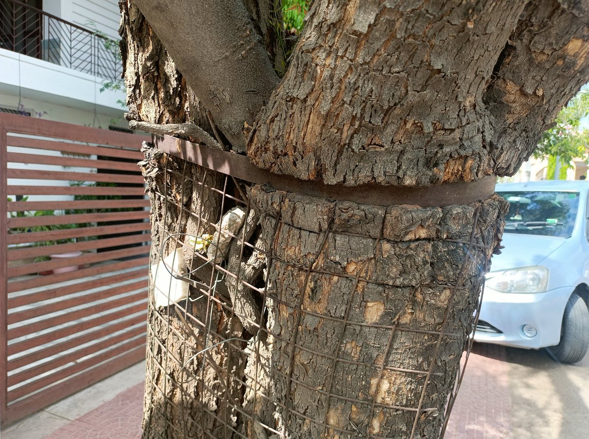 tissy1947's tweet photo. These are not tree guards but these are enemies of trees. Udaipur Nagar Nigam is so cruel &amp; careless towards these trees.
If they manufacture openable tree guards then they can be easily removed from trees when trees grow larger.
#UdaipurNagarNigam 
#Enemiesoftrees #treeguards https://t.co/xBuzwynARE