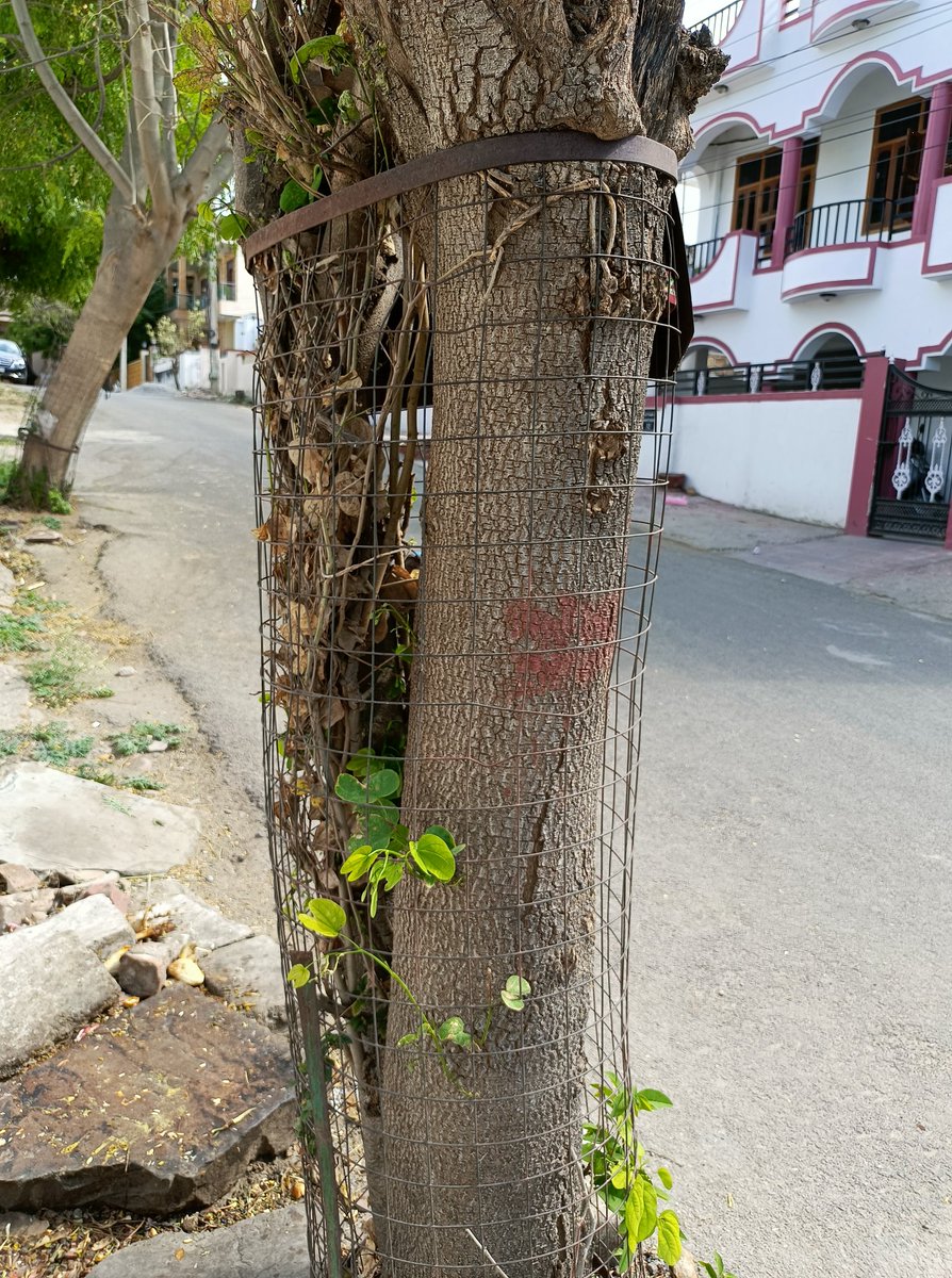 tissy1947's tweet photo. These are not tree guards but these are enemies of trees. Udaipur Nagar Nigam is so cruel &amp; careless towards these trees.
If they manufacture openable tree guards then they can be easily removed from trees when trees grow larger.
#UdaipurNagarNigam 
#Enemiesoftrees #treeguards https://t.co/xBuzwynARE