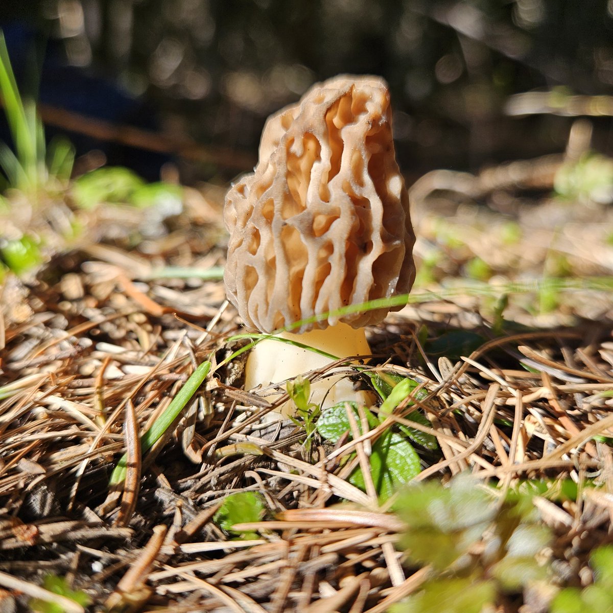 Well hello.
.
#morel #morels #morelmushrooms #mushroom #fungiphotography #fungi #forestfloor #stopandlookaround #pnw #pnwphotography #pacificnorthwest #easternoregon #gratitude #bluemountains #getoutside