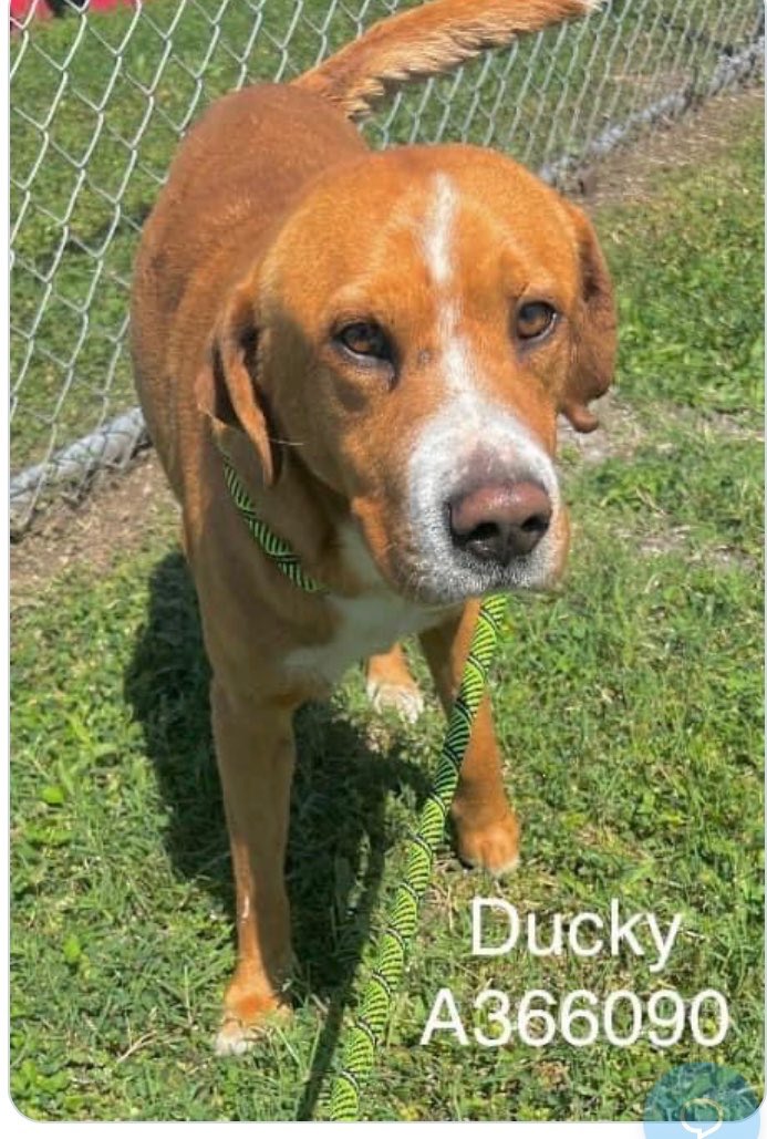 DUCKY #A366090 handsome 5 years innocent boy that has been left to die on 4/22 .he has injured leg and tail and needs help . He is ver fearful as he can’t understand why he is on such place a good boy that did nothing wrong Corpus Christi TX #Pledge #Adopt # Foster 🙏🏻
