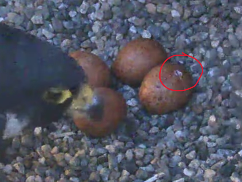 CalFalconCam tweet picture