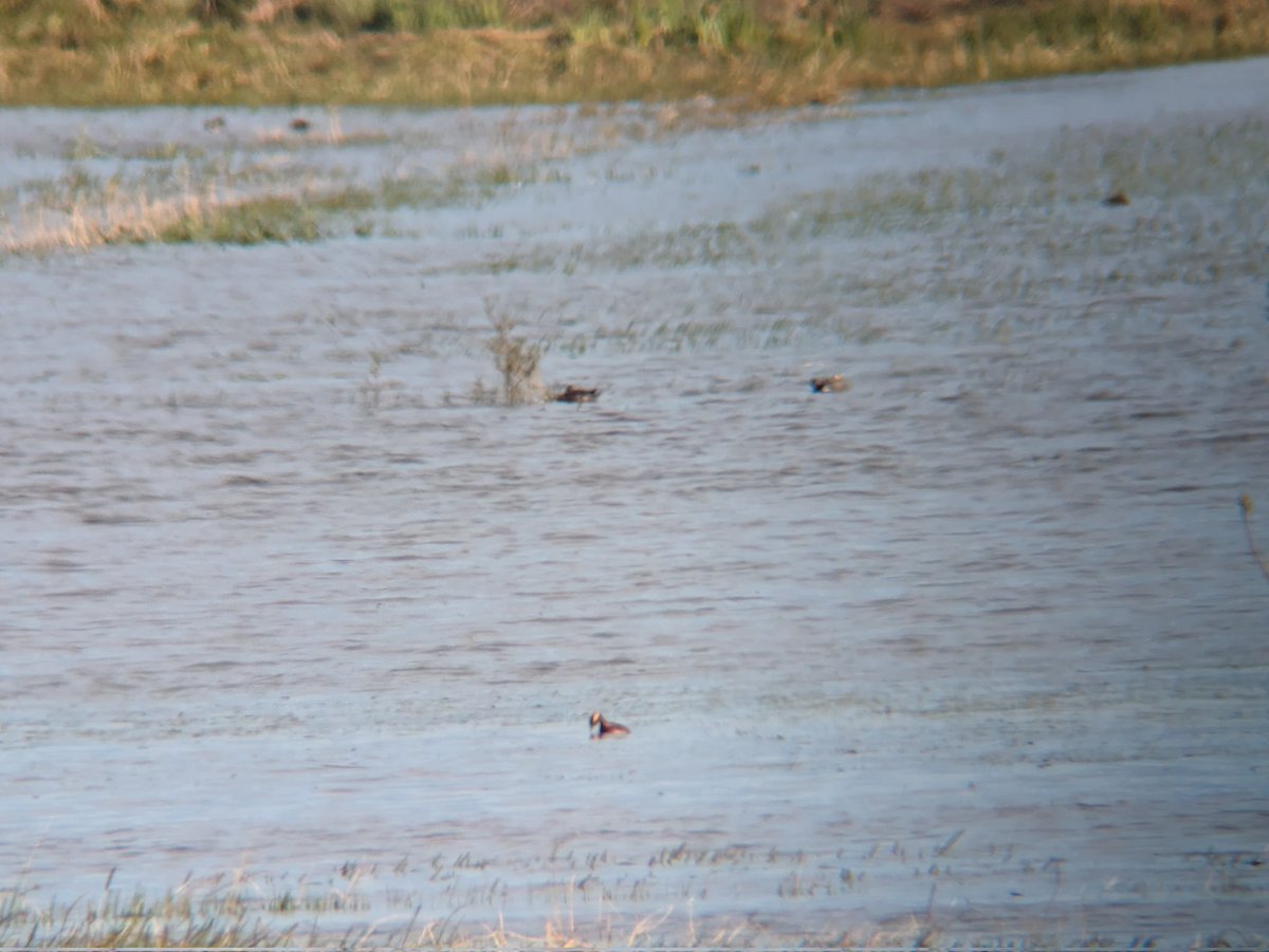 Best phone-scoped pics of the distant but lovely Slavonian grebe at @YorksWildlife Wheldrake Ings, from Tower Hide. Wellies no longer essential; telescope might be! @BirdGuides