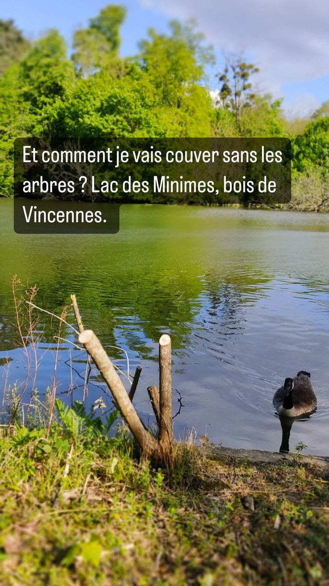 Les chameaux, et les nouvelles plantations.. des orangers…un jardin d attractions et d ornement et plus une forêt. Ne dites plus jamais que vous êtes écologistes à Paris, vous détruisez tout. @EELV_Paris @FNE_Paris @AArbresCitoyens @GNSA_arbres @Reporterre @lesamisdelaterr