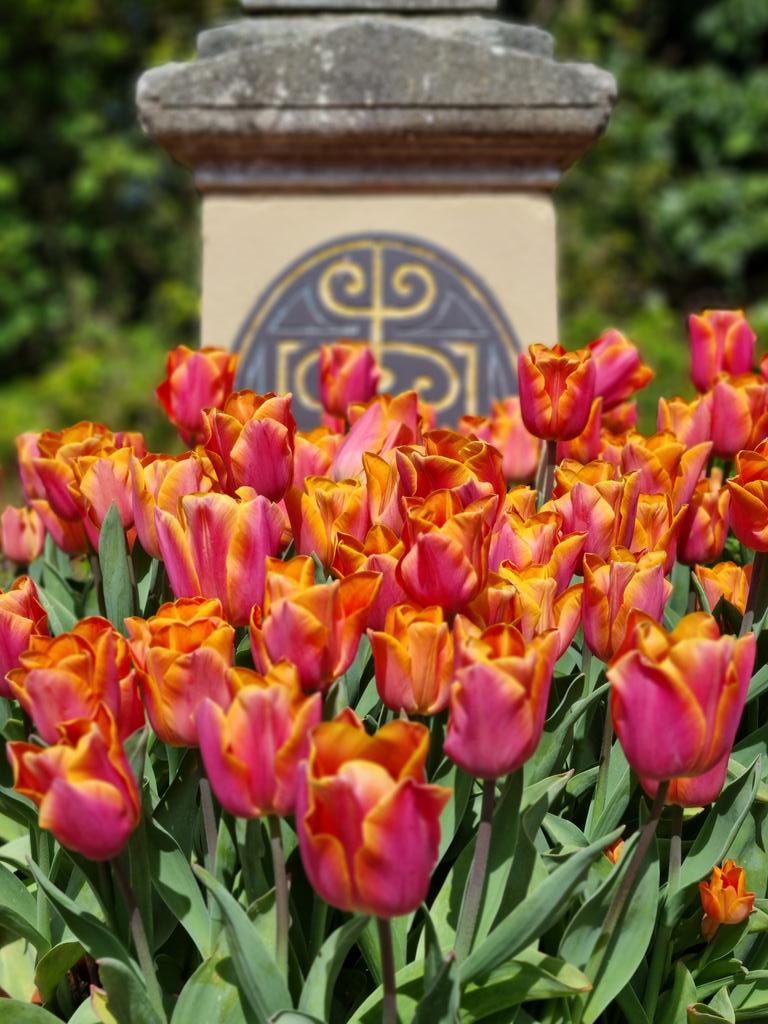 jmadge33's tweet photo. Jim Jimmy
#horticulture #outdoorlife #GardenersWorld #weekendworking #tulips https://t.co/2xSHqLvJbK