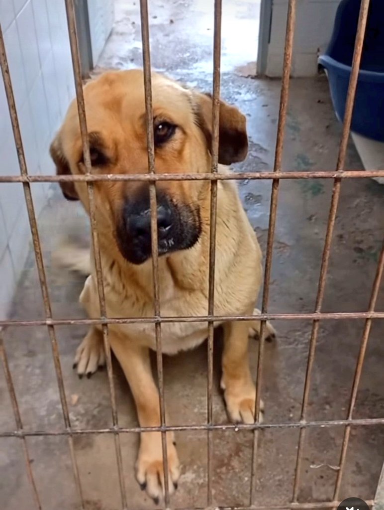 #Jerez

              ¿Y yo ? ... 💔

Está en la Perrera de Jerez
Dos añitos solo. 
            ¿Lo #adoptas?
☎️652221178
☎️699 73 13 30