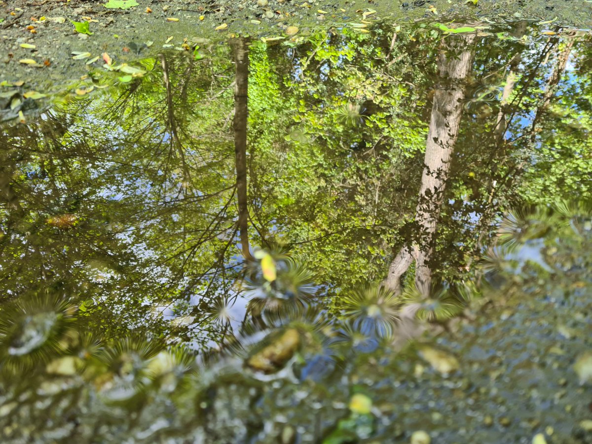 #APuddleADay <a href="/SingingLehrerin/">Fotografierende Lehrerin</a> Frühling 🌿🏞️