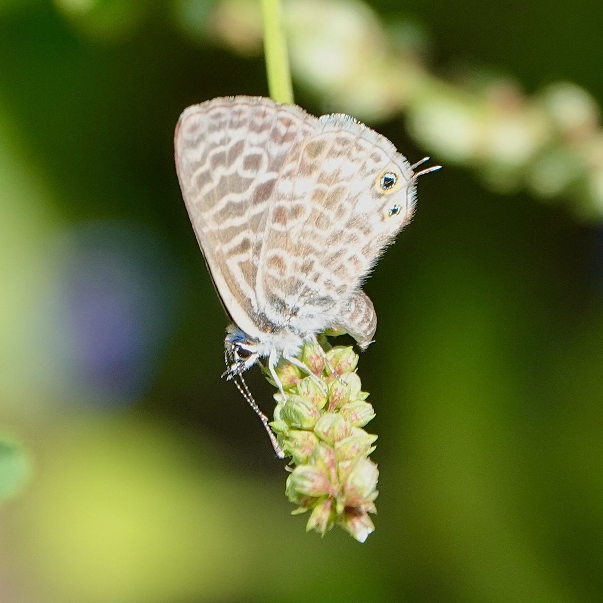 SueTreeHouse's tweet photo. Lange’s Short-tailed Blue sensing just the spot to oviposit. https://t.co/AMry8BcR8q