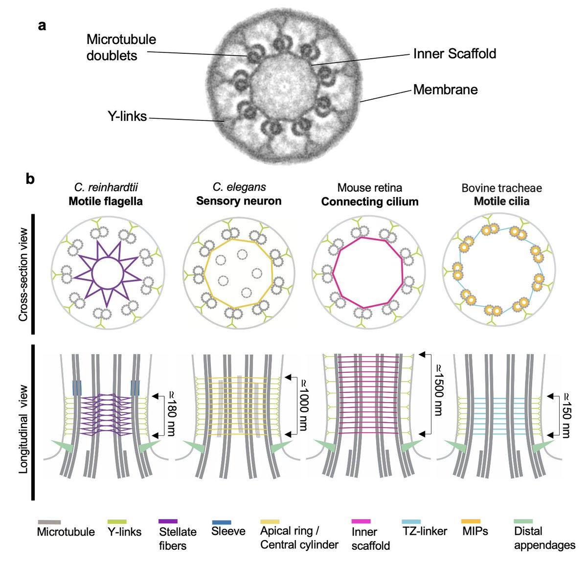 Our new mini review about the molecular architecture of the ciliary transition zones is out. @MerceyOlivier & @dip_cryo discuss recent cryo-ET and super-resolution work in this field, as well as the structural and molecular variability of TZ. sciencedirect.com/science/articl…