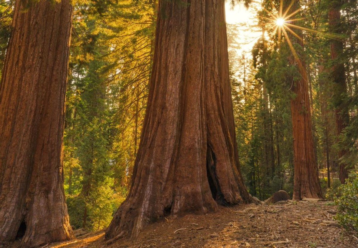 Happy #johnmuirday! 
#onthisday in 1838, John Muir, the father of Yosemite National Park and the National Park Service, was born. #FindYourPark #california #yosemite #johnMuir #photography #landscape #landscapephotography