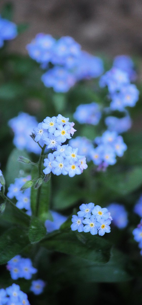 Myosotis palustris 
Forget me not 
Unutmabeni