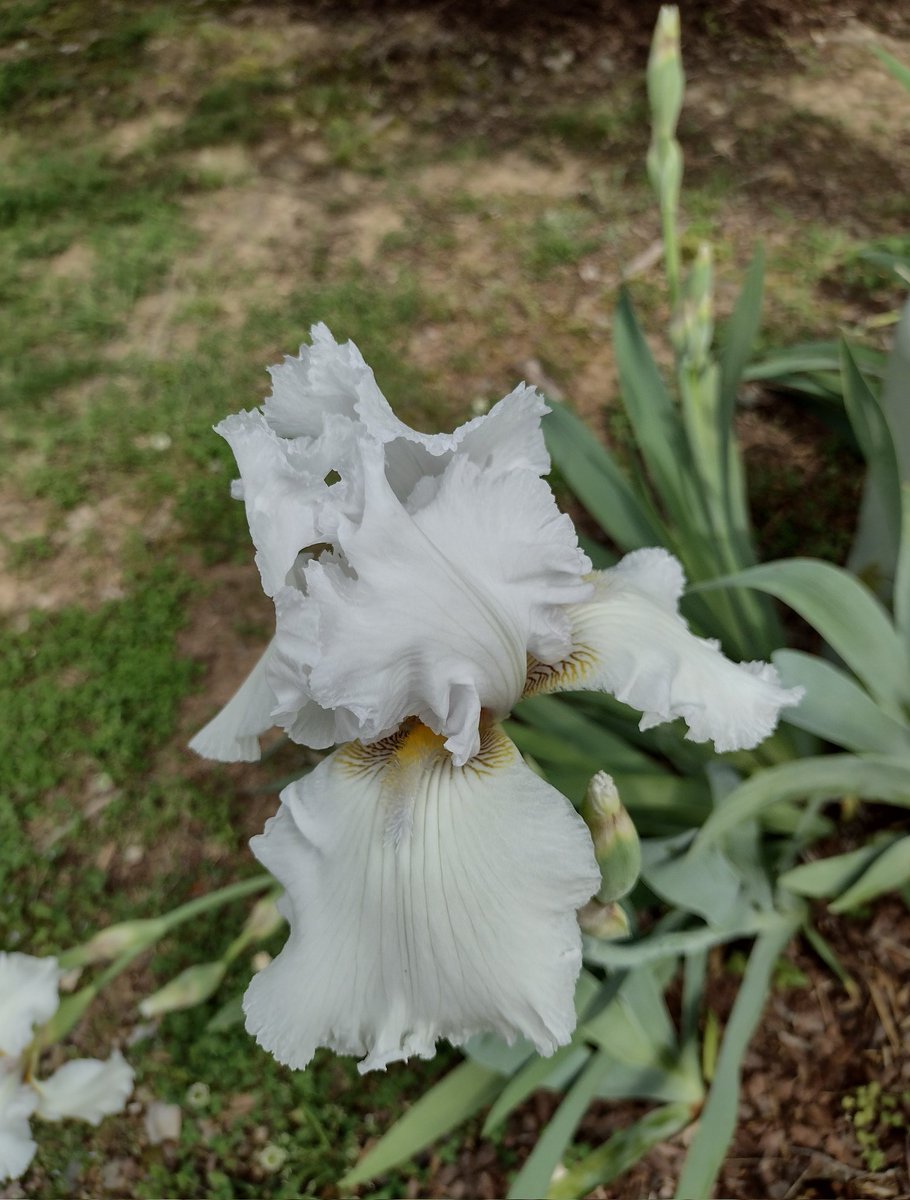 Irises for the #FlowerReport . Hendersonville, Tennessee
