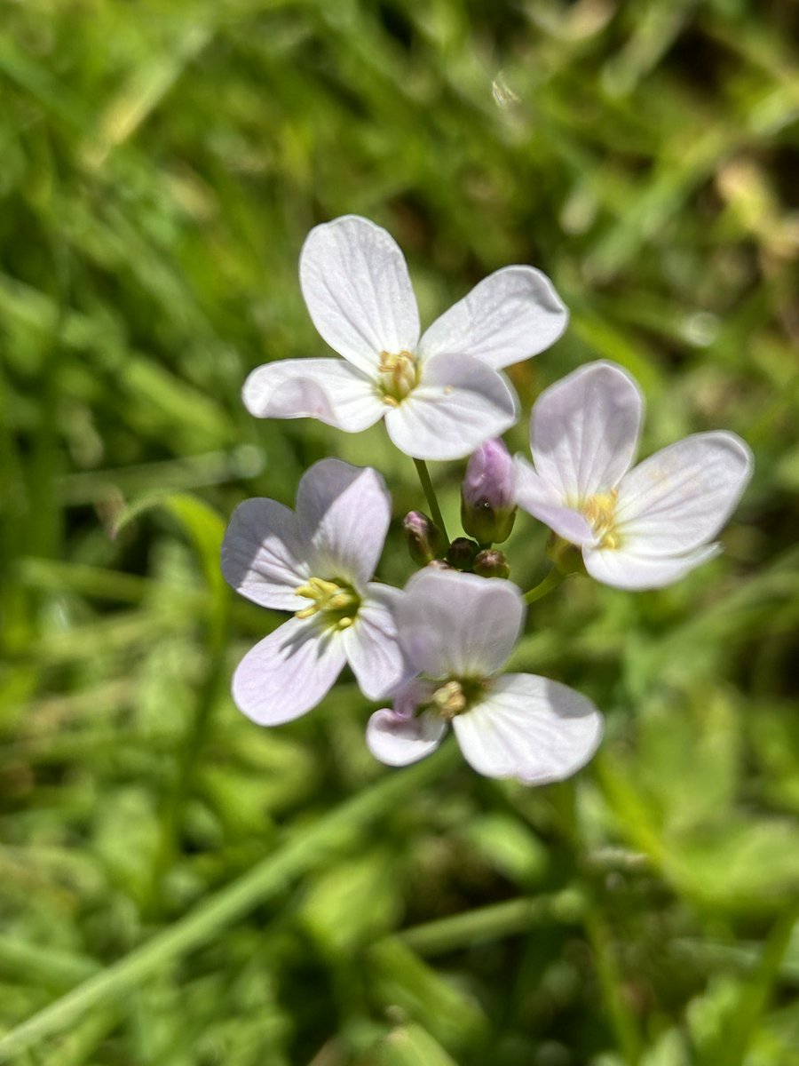 suama_w's tweet photo. Cuckoo flowers blooming time! My favourite time of the year. https://t.co/ftYTOwWTl3