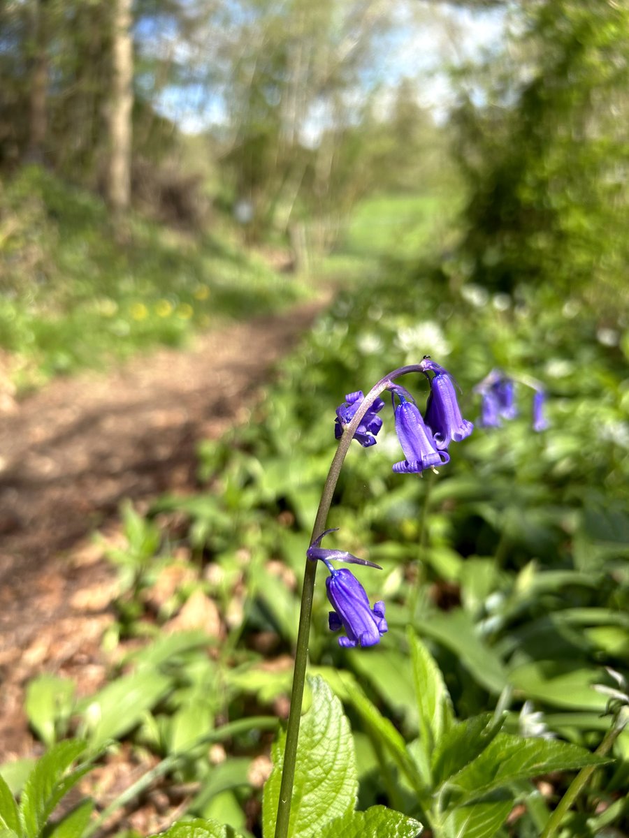 The bluebells are out in force in sunshine in the Cotswolds this weekend – these beauties were spotted in @gloswildlife Siccaridge Wood yesterday