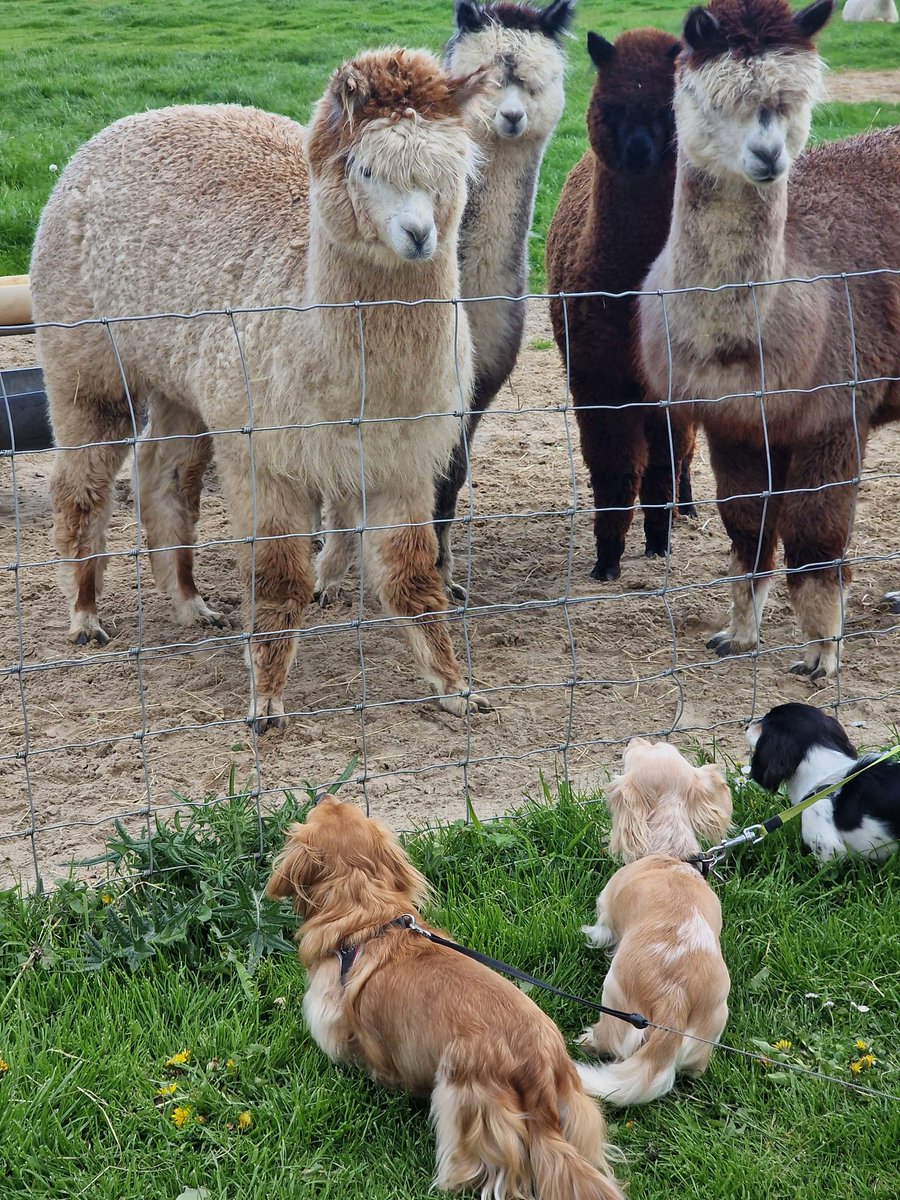 Strange creatures.... 🤔🙂🐾 Thinks who.....?
#Bandita #Zelda #DogsofTwittter #Dachshund #Doxie #Teckel