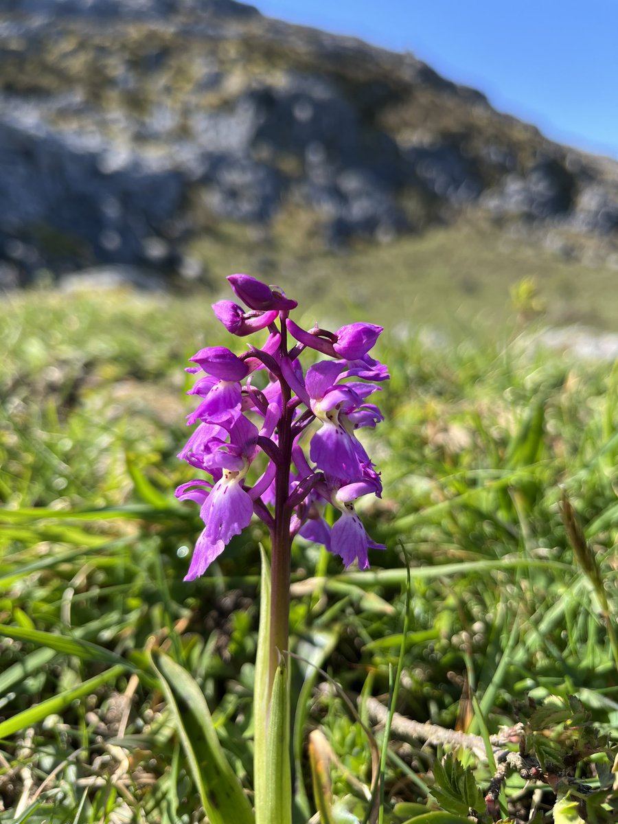 The gentians and early-purple orchids are up and running in the Burren. Moneen Hill today:
